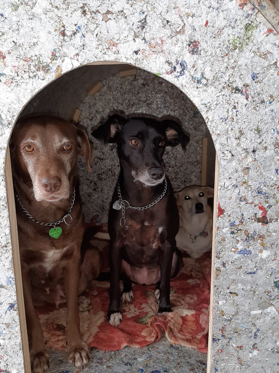 Casinha de cachorro reciclável ecológica